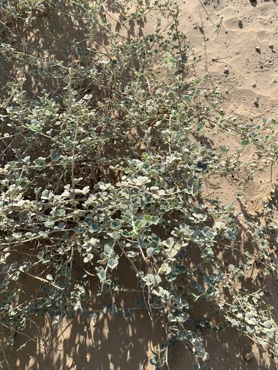 Rhynchosia schimperi, photographed by Arabella Willing