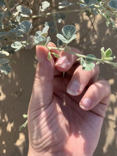 Rhynchosia schimperi, photographed by Arabella Willing