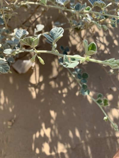 Rhynchosia schimperi, photographed by Arabella Willing