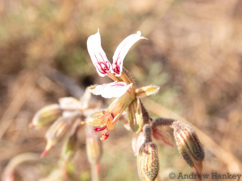 Pelargonium dolomiticum, photographed by Andrew Hankey
