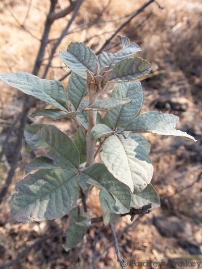 Vitex zeyheri, photographed by Andrew Hankey