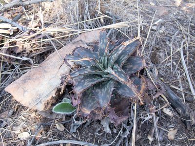 Aloe davyana, photographed by Andrew Hankey