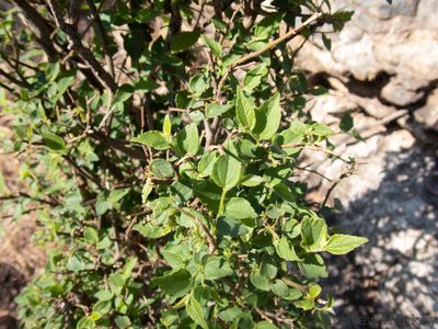 Celtis africana, photographed by Andrew Hankey