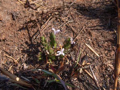 Dyschoriste setigera, photographed by Andrew Hankey