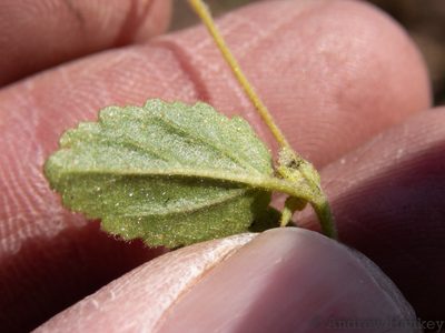 Hermannia depressa, photographed by Andrew Hankey