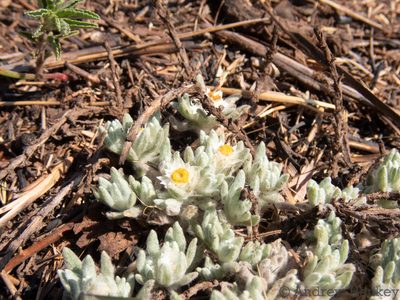 Helichrysum cerastoides, photographed by Andrew Hankey