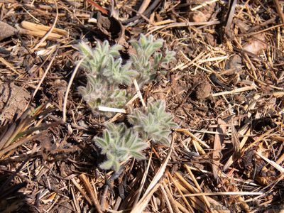 Leobordea eriantha, photographed by Andrew Hankey