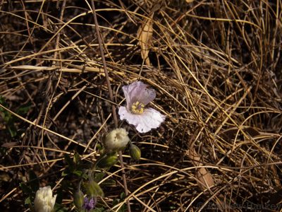 Monsonia biflora, photographed by Andrew Hankey