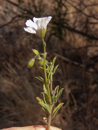Monsonia biflora, photographed by Andrew Hankey