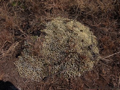 Helichrysum caespititium, photographed by Andrew Hankey