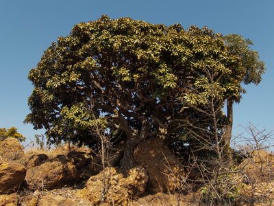 Englerophytum magalismontanum, photographed by Andrew Hankey