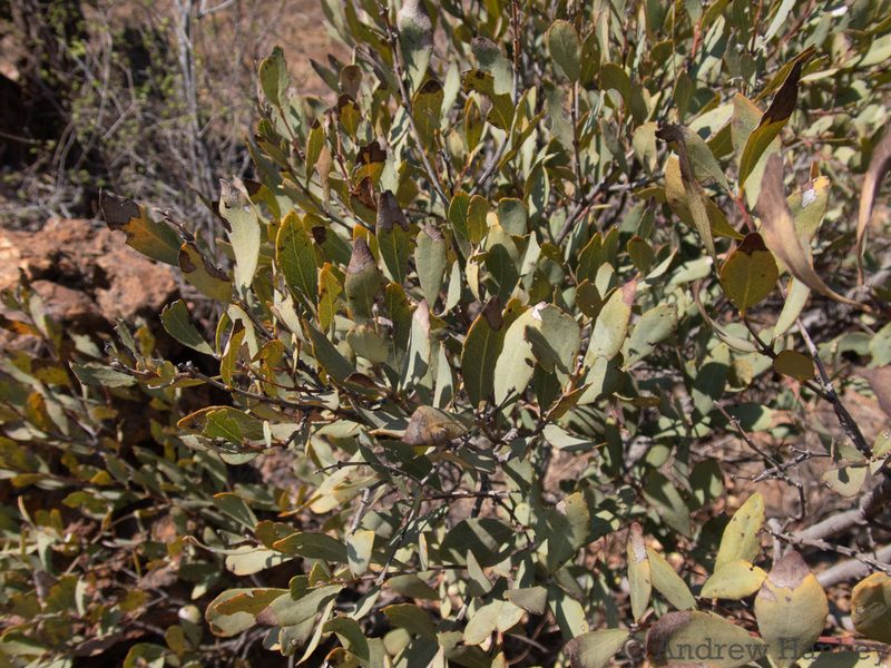 Euclea crispa, photographed by Andrew Hankey