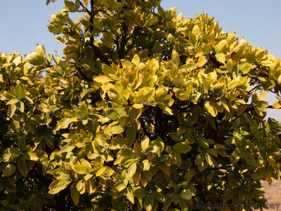 Rothmannia capensis, photographed by Andrew Hankey