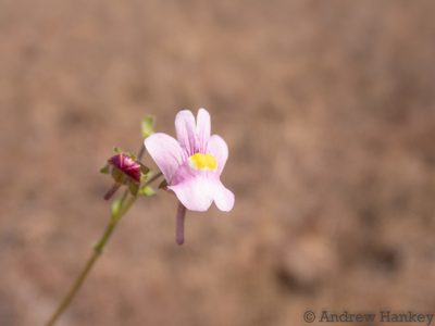 Nemesia fruticans, photographed by Andrew Hankey