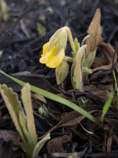 Hermannia lancifolia, photographed by Andrew Hankey