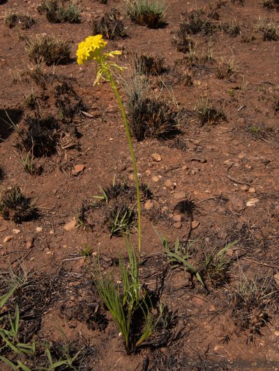Bulbine capitata, photographed by Andrew Hankey