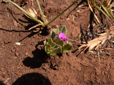 Polygala transvaalensis, photographed by Andrew Hankey