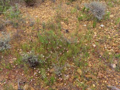Serruria flagellifolia, photographed by linkie