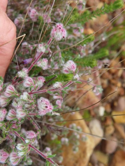 Erica pilosiflora, photographed by linkie