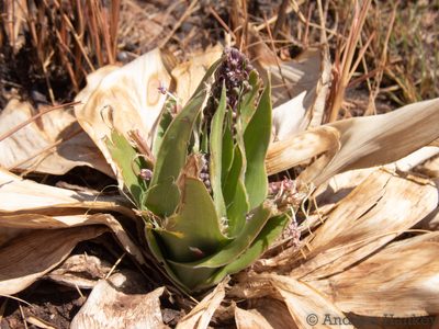 Ledebouria marginata, photographed by Andrew Hankey
