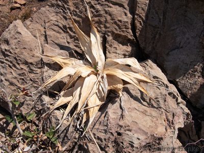 Ledebouria marginata, photographed by Andrew Hankey