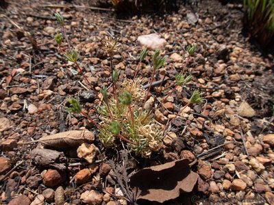 Psammotropha myriantha, photographed by Andrew Hankey