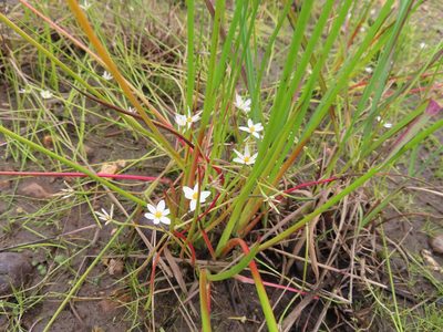 Pauridia aquatica, photographed by linkie