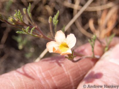 Jamesbrittenia aurantiaca, photographed by Andrew Hankey