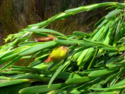 Leucadendron ericifolium, photographed by Di Turner