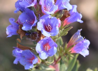 Lobostemon marlothii, photographed by Justin Ponder