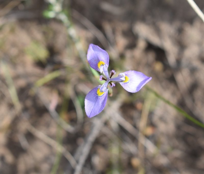 Moraea algoensis, photographed by Justin Ponder