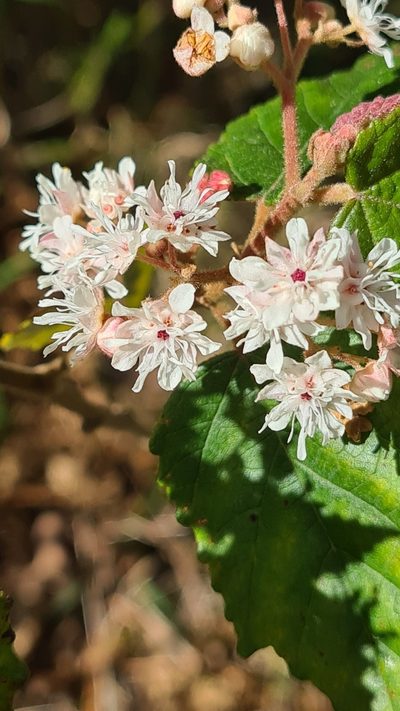 Androcalva rossii, photographed by Vale Jenny Conolly