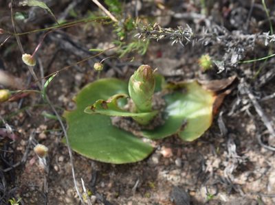 Satyrium erectum, photographed by Justin Ponder
