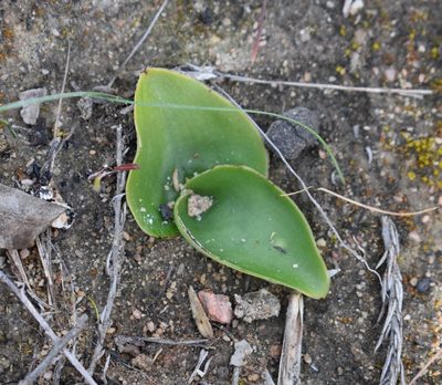 Satyrium coriifolium, photographed by Justin Ponder