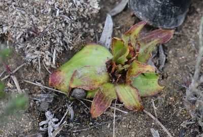 Satyrium pumilum, photographed by Justin Ponder