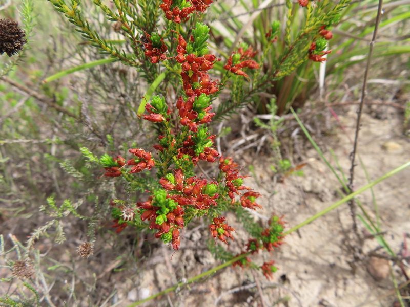 Erica ustulescens, photographed by linkie