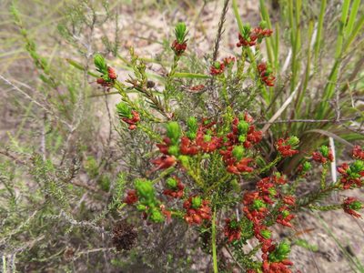 Erica ustulescens, photographed by linkie