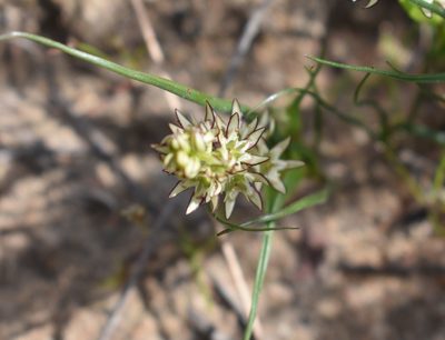Wurmbea variabilis, photographed by Justin Ponder