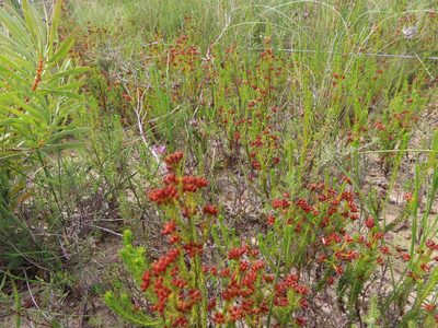 Erica ustulescens, photographed by linkie