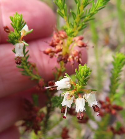 Erica ustulescens, photographed by linkie