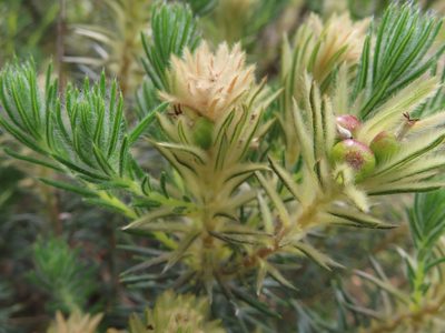 Phylica plumosa, photographed by linkie