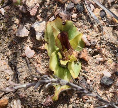 Satyrium pumilum, photographed by Justin Ponder