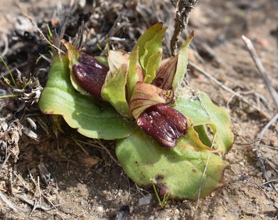 Satyrium pumilum, photographed by Justin Ponder