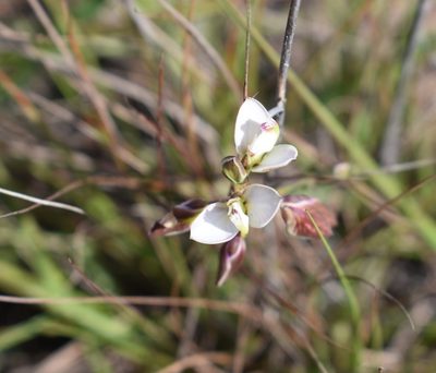 Polygala microlopha, photographed by Justin Ponder