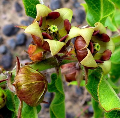 Pachycarpus dealbatus, photographed by Di Turner