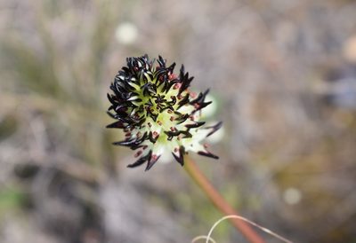 Wurmbea spicata, photographed by Justin Ponder
