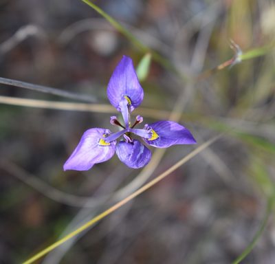 Moraea algoensis, photographed by Justin Ponder
