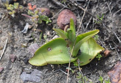 Satyrium coriifolium, photographed by Justin Ponder