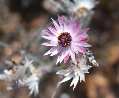 Syncarpha canescens, photographed by Justin Ponder