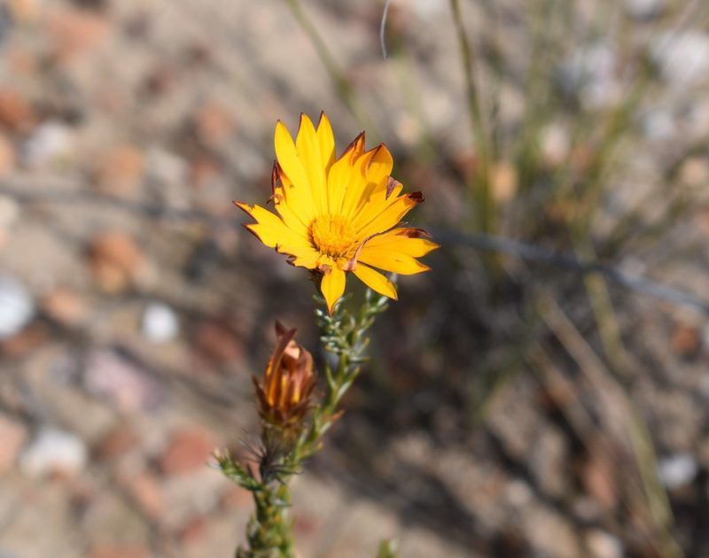 Oedera decussata, photographed by Justin Ponder